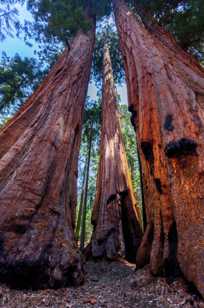 Forest of Giant Sequoias-2888.jpg